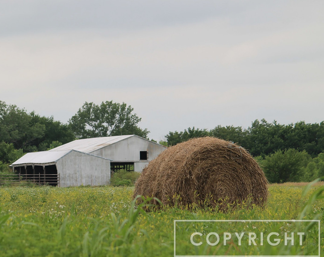 A Farm Scene 1