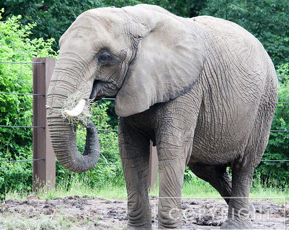 African Elephant 1