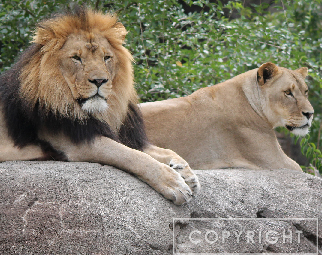 African Lion 3
