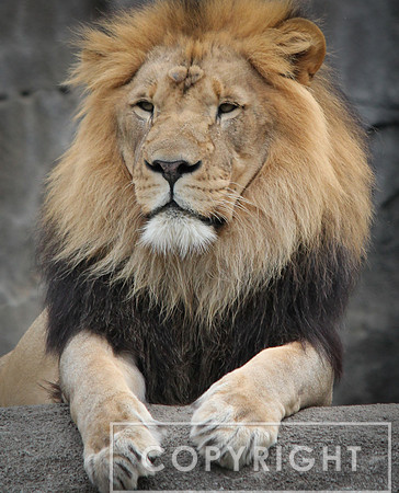 African Lion 2