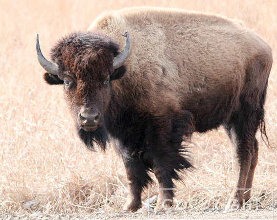 American Bison 1