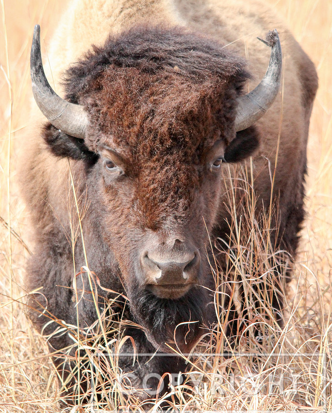American Bison 2