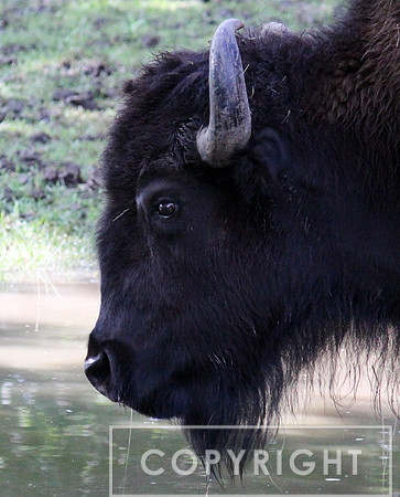 American Bison 3