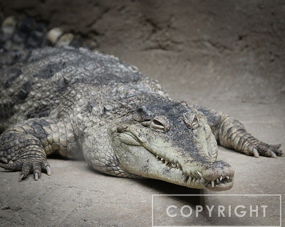 American Crocodile 1