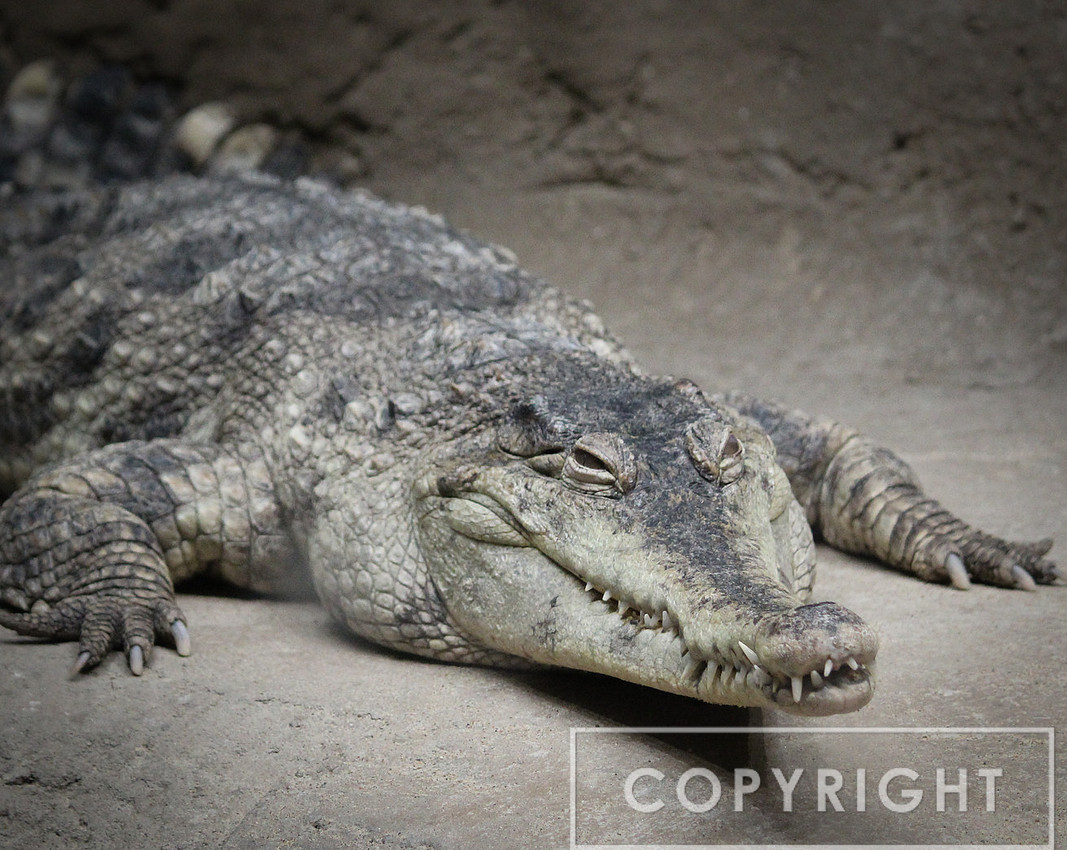 American Crocodile 1