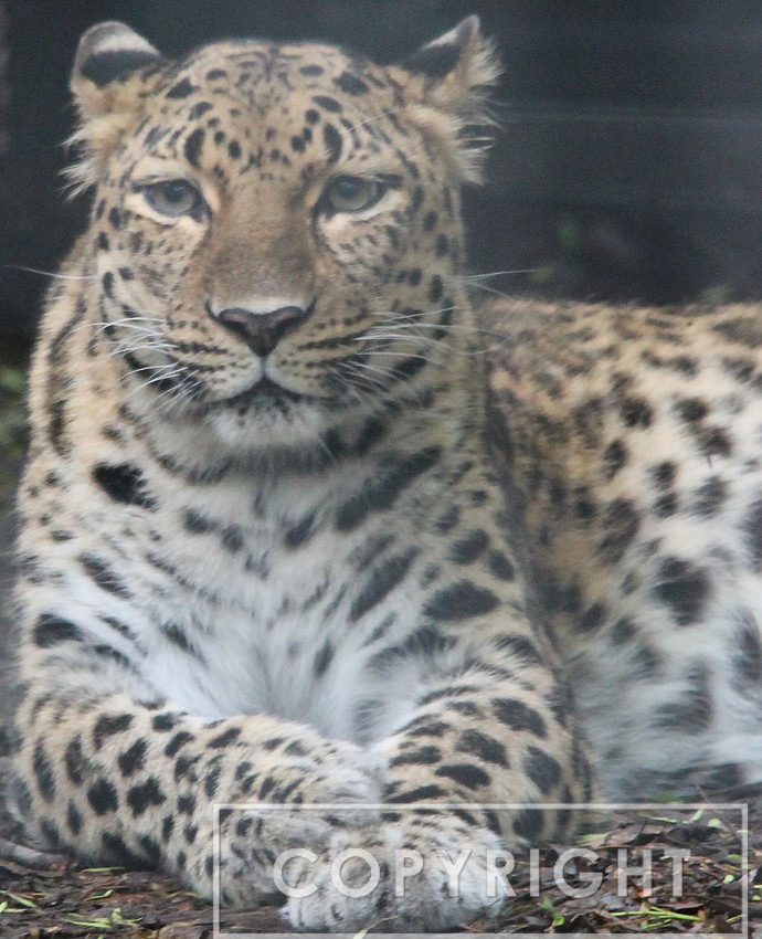Amur Leopard 1