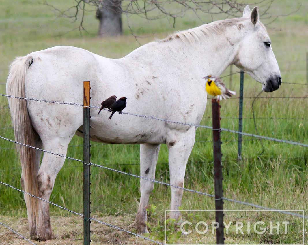 Appaloosa Horse 1