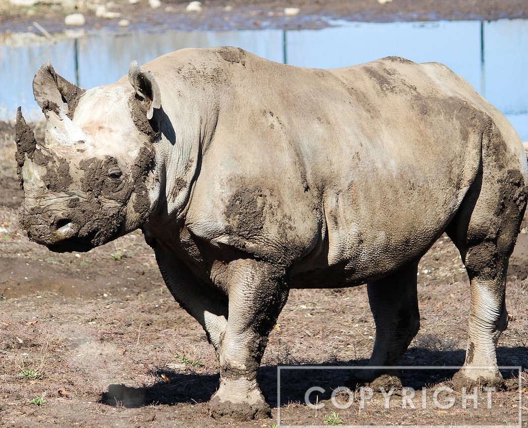 Black Rhinoceros 1