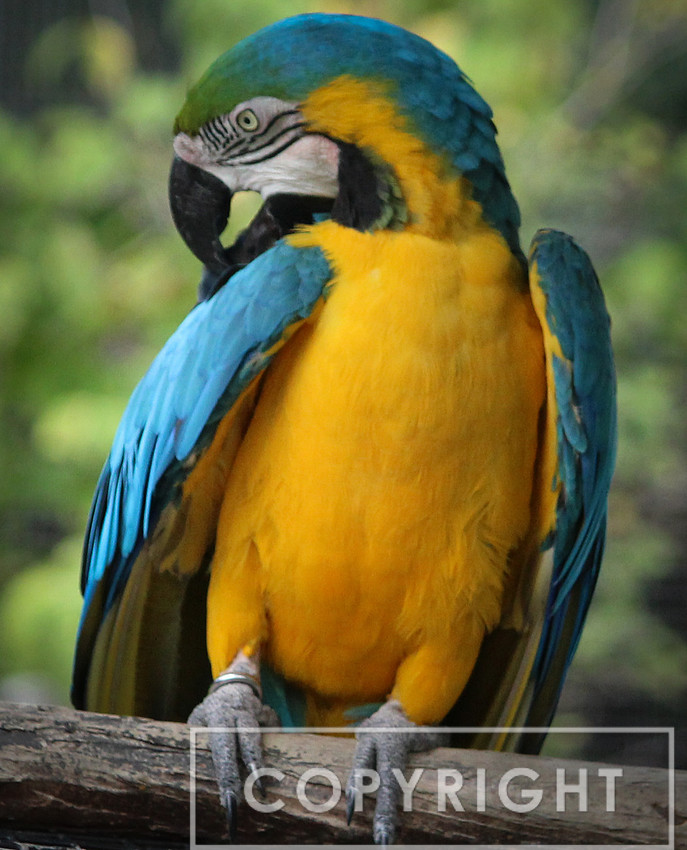Blue and Yellow Macaw 1