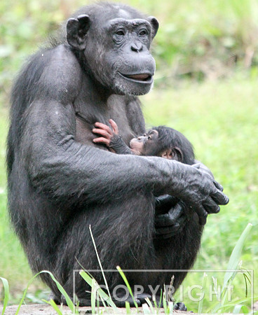 Chimpanzee 2