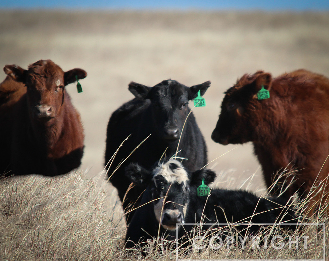 Cow 1