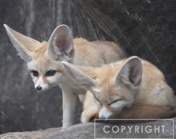 Fennec Fox 1