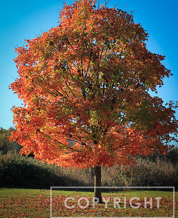 From Burr Oak Woods Nature Center 1