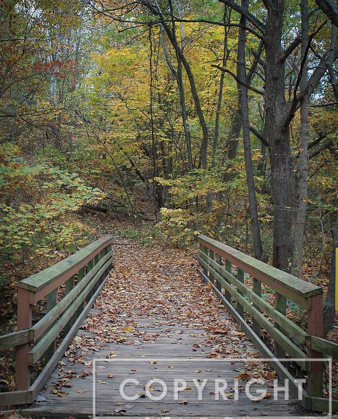 From Maple Woods 2