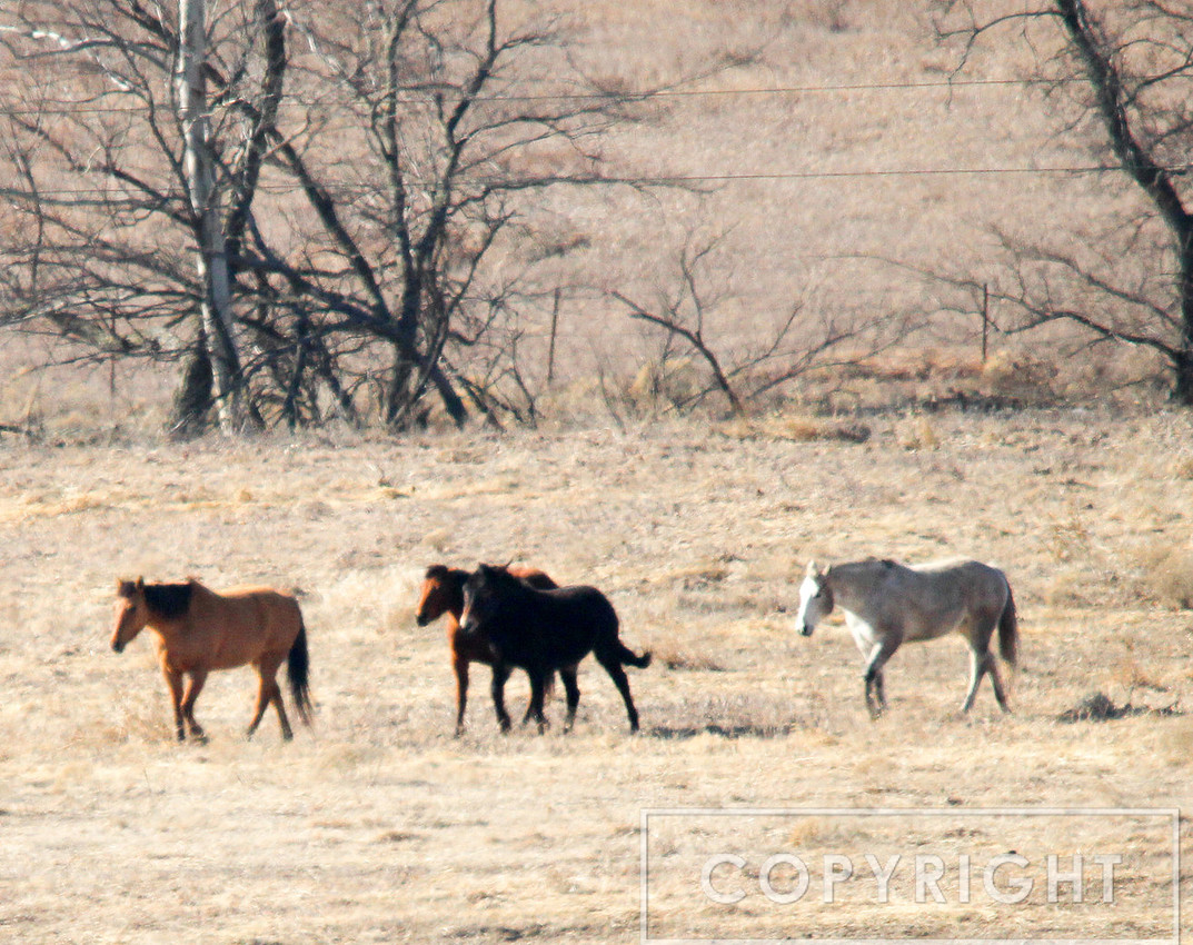 From the Cattle Pens 6