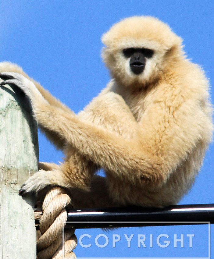 Gibbon 2