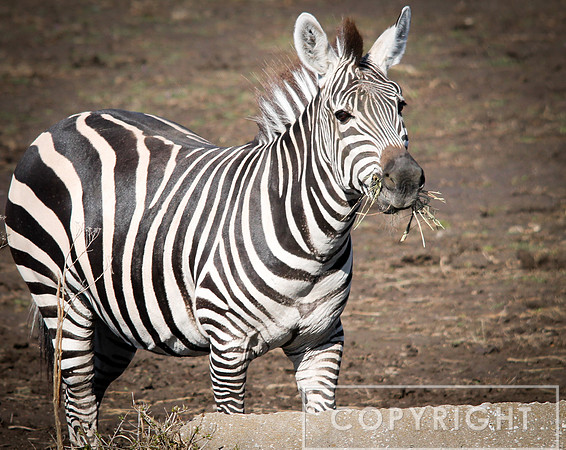 Grant's Zebra 1