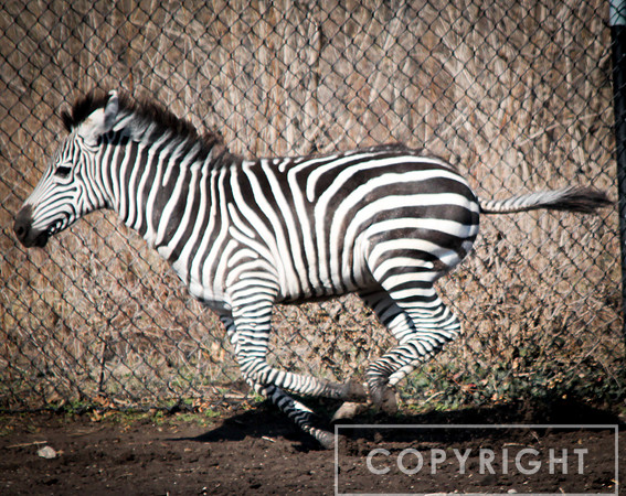 Grant's Zebra 2