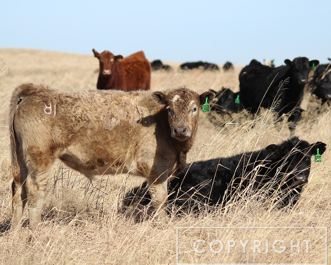 From the Cattle Pens 5