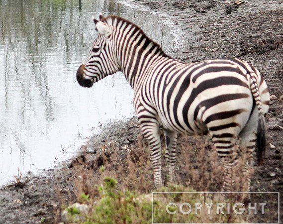 Grant's Zebra 7