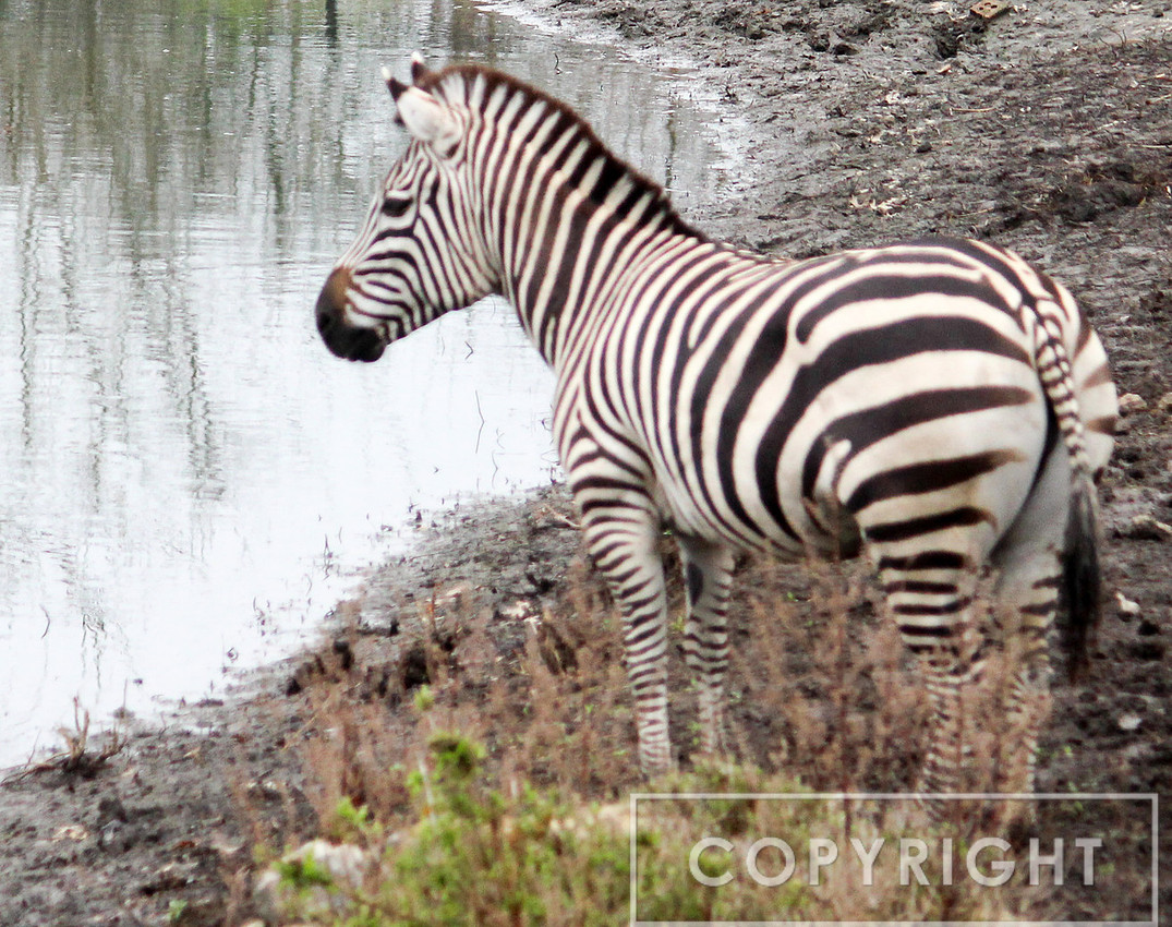 Grant's Zebra 7