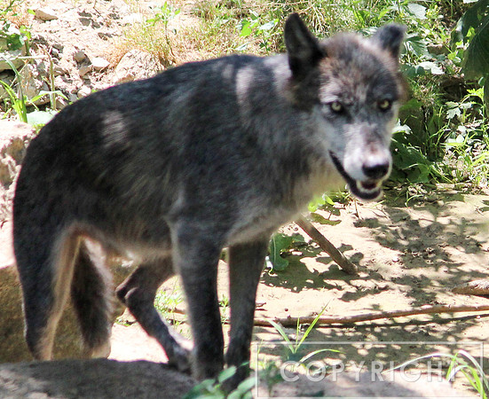 Gray Wolf 1
