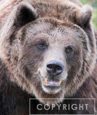 Grizzly Bear 2