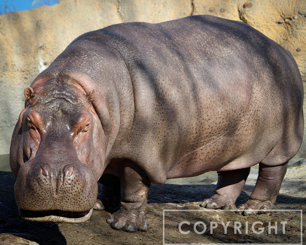Hippopotamus 1