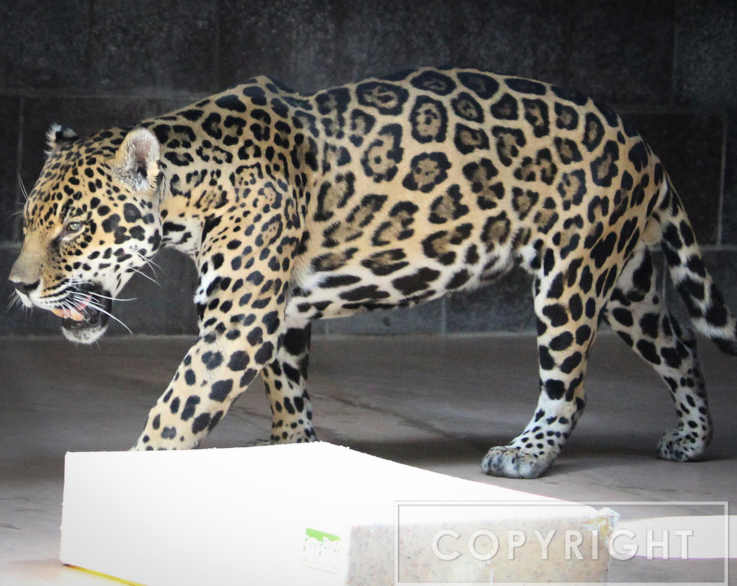 Jaguar 1