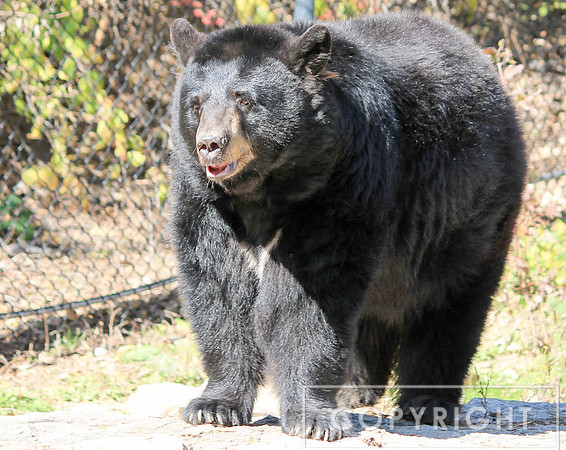 North American Black Bear 1