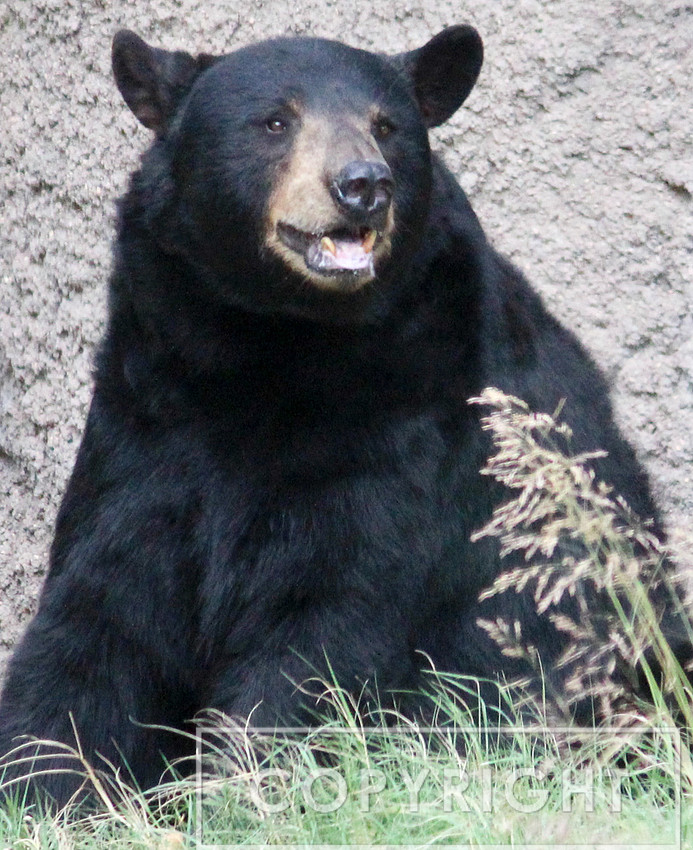 North American Black Bear 2