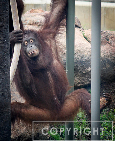 Bornean Orangutan 1