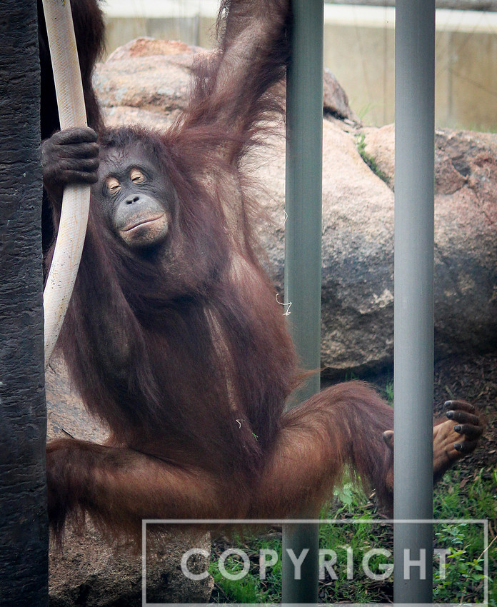 Bornean Orangutan 1