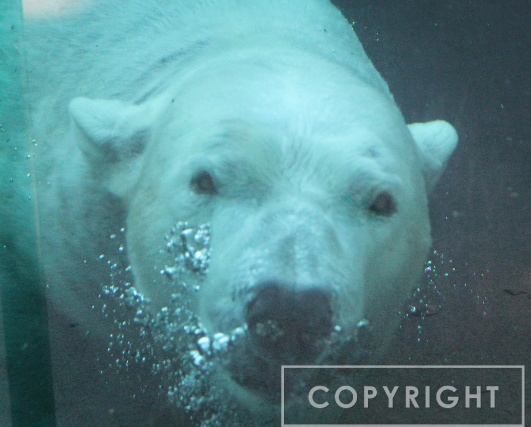 Polar Bear 1