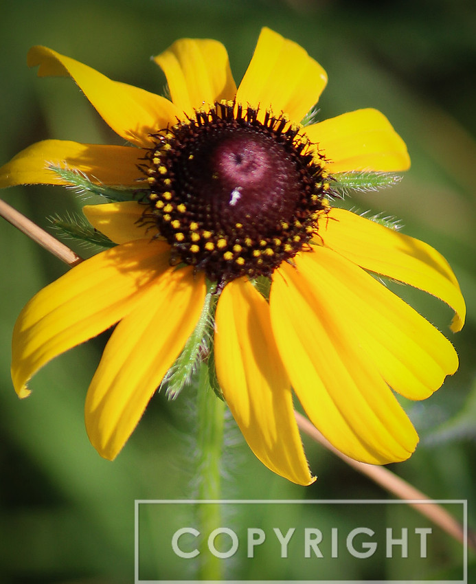 From the Olathe Prairie Center 3