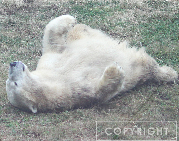 Polar Bear 2