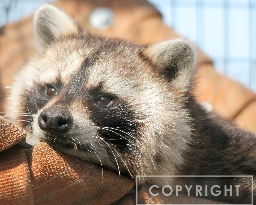 Raccoon 1