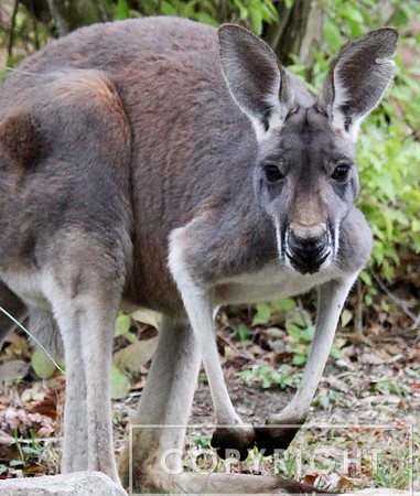 Red Kangaroo 1