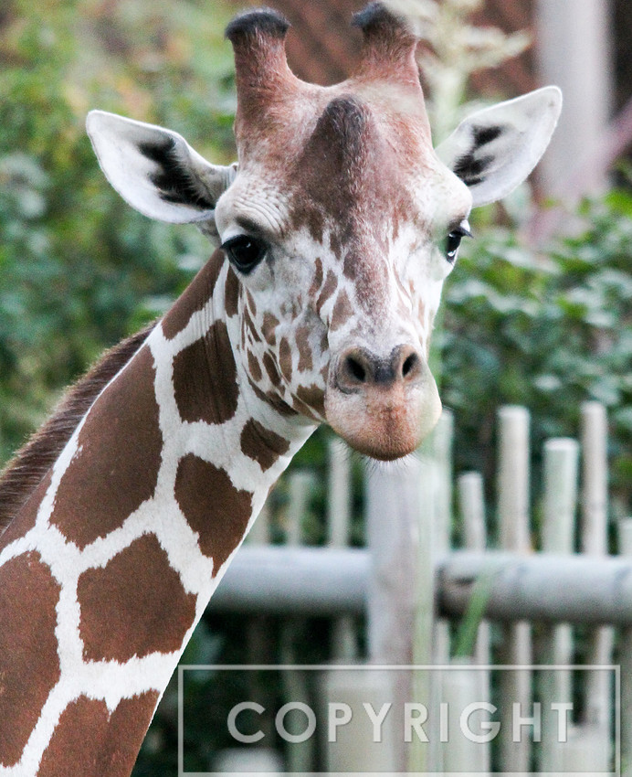 Reticulated Giraffe 4