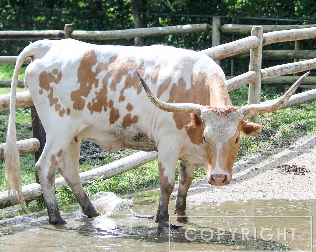 Texas Longhorn 1