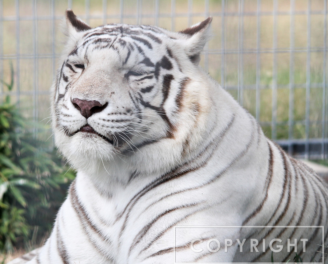 Bengal Tiger 1