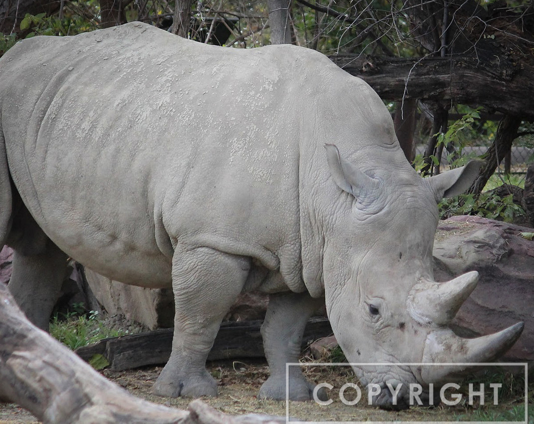 White Rhinoceros 1