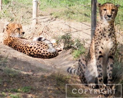 Cheetah 4