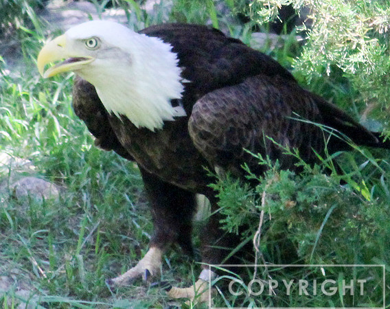 American Bald Eagle 3