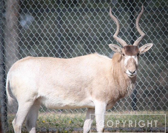 Addax 2