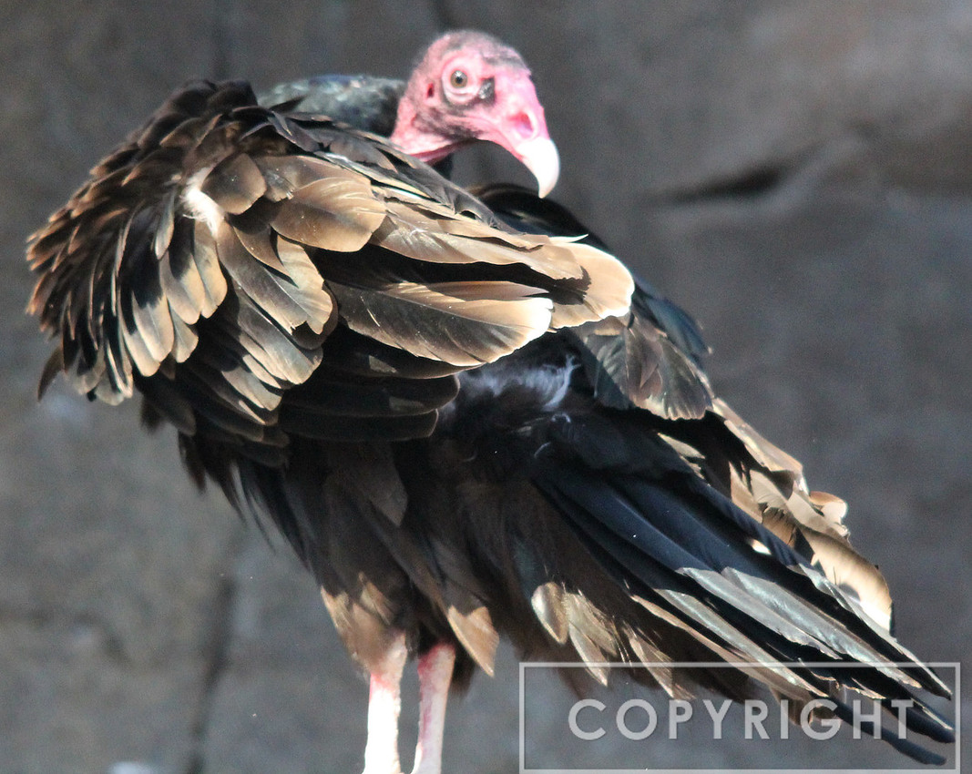 California Condor 1