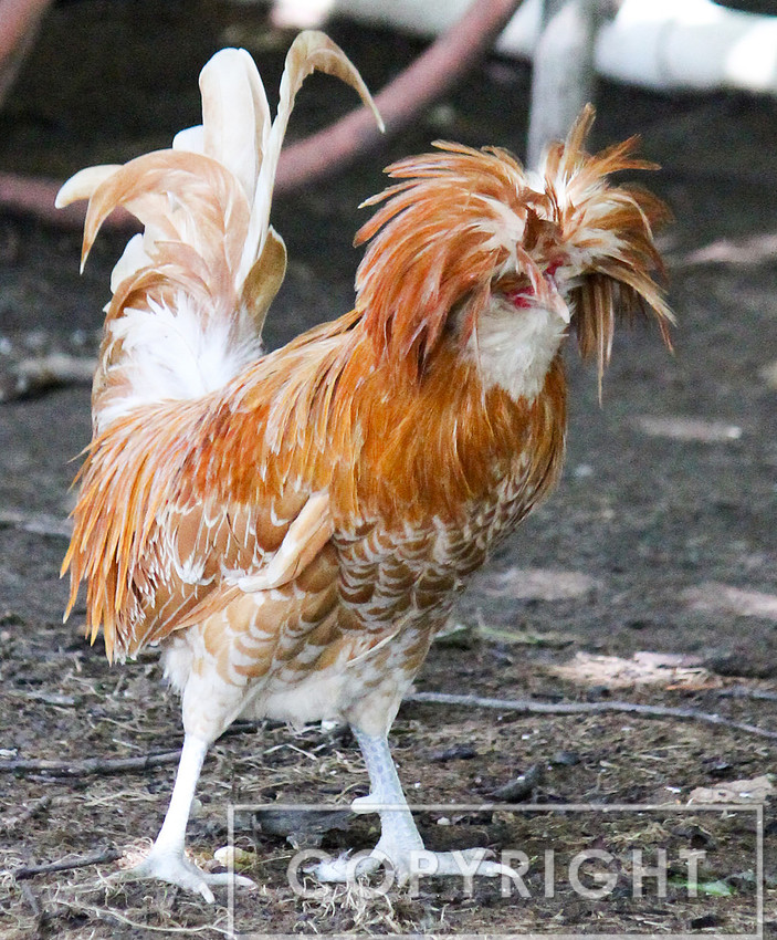 Chicken 3