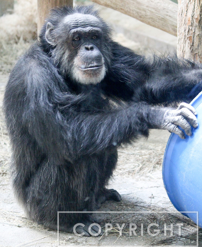 Chimpanzee 1