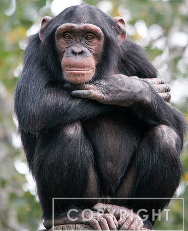 Chimpanzee 3