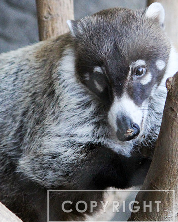 Coati 1